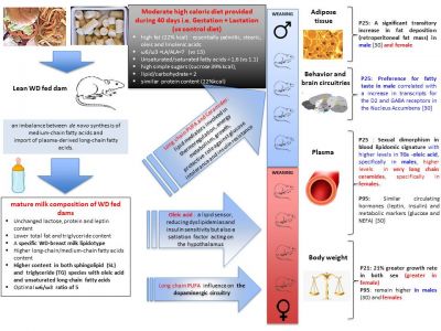 Moderate high caloric maternal diet impacts dam breast milk metabotype and offspring lipidome.